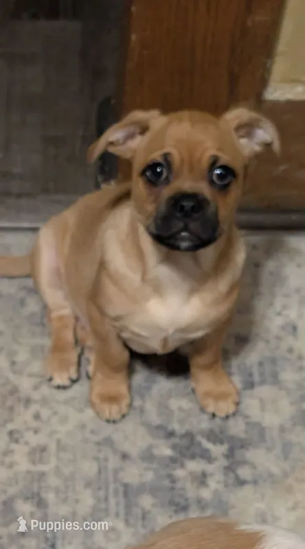 Owen – Chiweenie puppy for sale in Toledo, OH