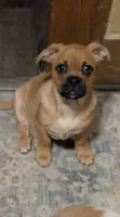 Owen, a male Chiweenie for sale in Toledo, OH – 1 of 2