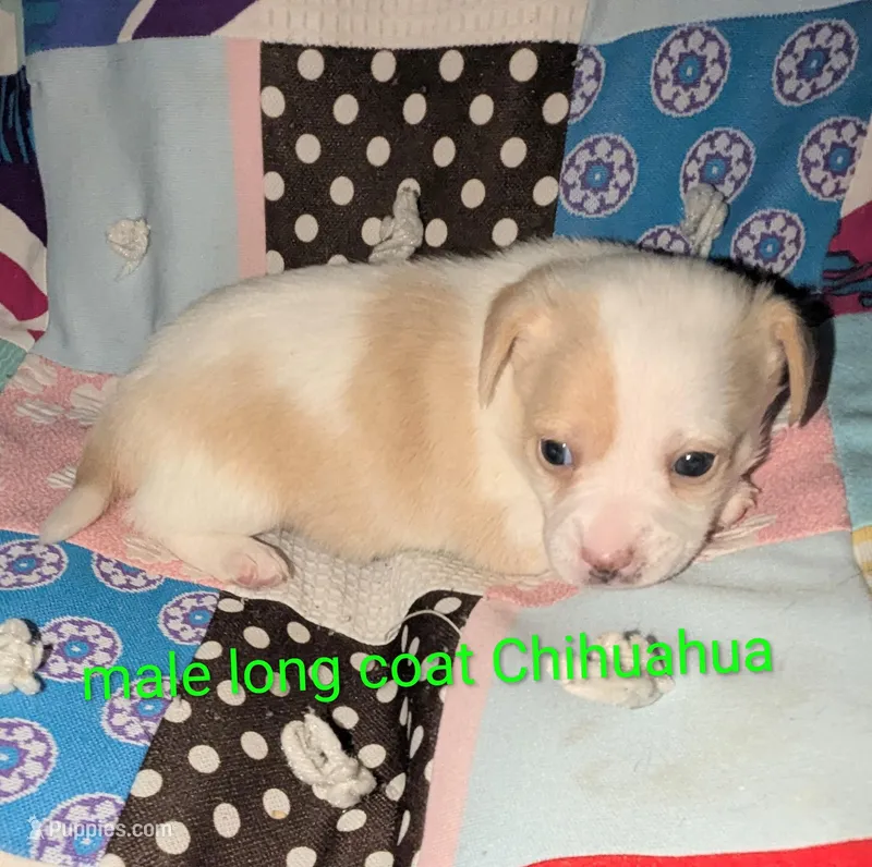 Butters, a male Chihuahua for sale in Toledo, OH – Photo 1 of 2