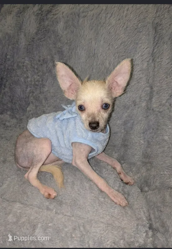 Izzy's  – Chinese Crested puppy for sale in Toledo, OH