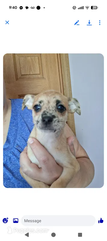 Chi chi – Chihuahua puppy for sale in Toledo, OH