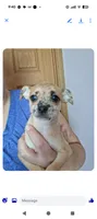 Chi chi, a female Chihuahua for sale in Toledo, OH – 1 of 1