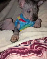 REDUCED EXHO, a female Chihuahua and Chinese Crested for sale in Toledo, OH – 2 of 3