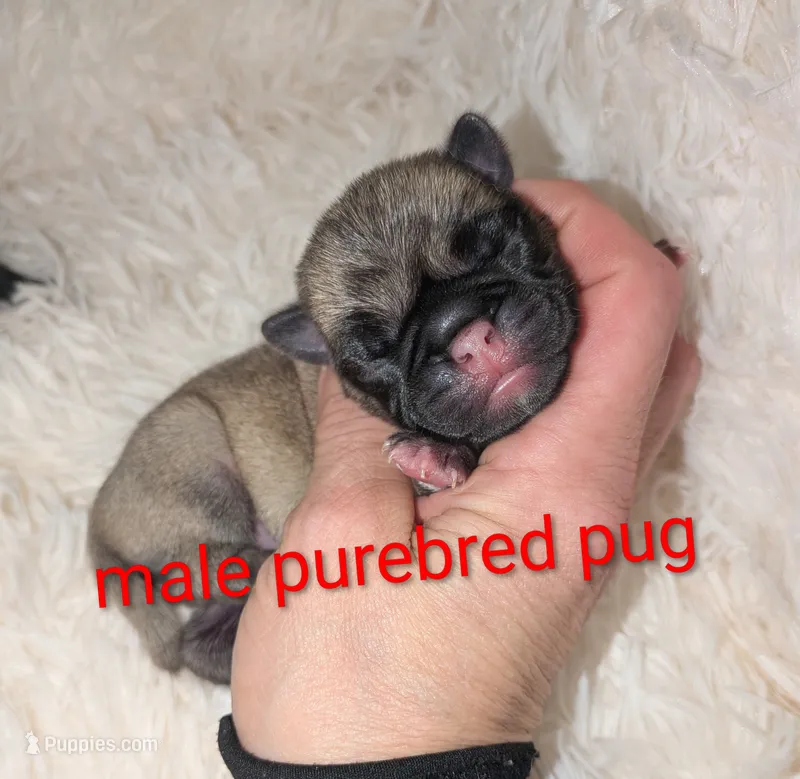 Mario  – Pug puppy for sale in Toledo, OH