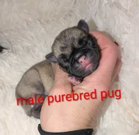 Mario , a male Pug for sale in Toledo, OH – 1 of 3