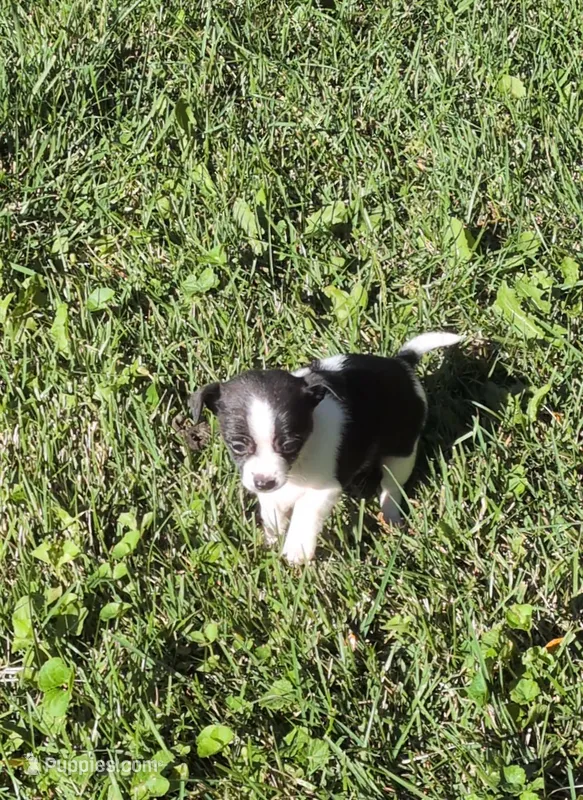 Chance  – Chihuahua, Chinese Crested puppy for sale in Toledo, OH