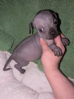 Penelope , a female Xoloitzcuintli for sale in Toledo, OH – 3 of 3