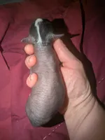 Karen, a female Xoloitzcuintli and Chihuahua for sale in Toledo, OH – Photo 2 of 3