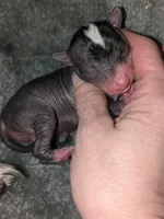 Karen, a female Xoloitzcuintli and Chihuahua for sale in Toledo, OH – Photo 3 of 3