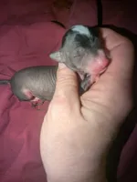 Karen, a female Xoloitzcuintli and Chihuahua for sale in Toledo, OH – Photo 1 of 3