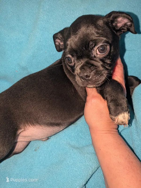 Marty y – Chihuahua, Pug puppy for sale in Toledo, OH