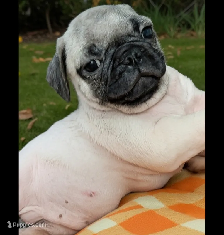 Margo 6 – Pug puppy for sale in Toledo, OH