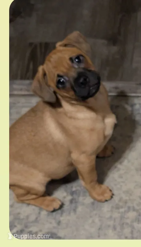 Miles – Chiweenie puppy for sale in Toledo, OH