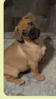 Miles, a male Chiweenie for sale in Toledo, OH – 1 of 2