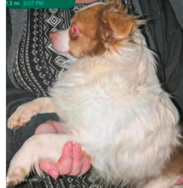 Klaus – Chihuahua puppy for sale in Toledo, OH