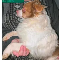 Klaus, a male Chihuahua for sale in Toledo, OH – 1 of 1