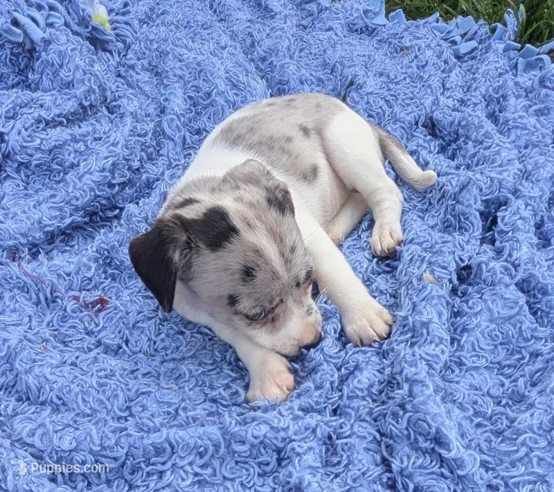 May – Chiweenie puppy for sale in Toledo, OH