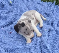 May, a female Chiweenie for sale in Toledo, OH – 1 of 1