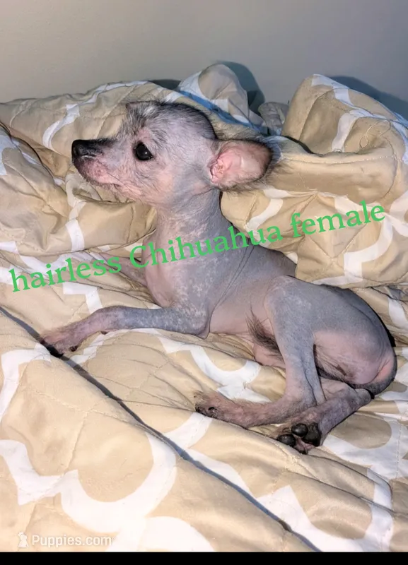 LiY, a female Chihuahua and Chinese Crested for sale in Toledo, OH – 1 of 1