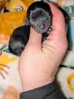 Lance, a male Chihuahua and Pomchi for sale in Toledo, OH – 2 of 3
