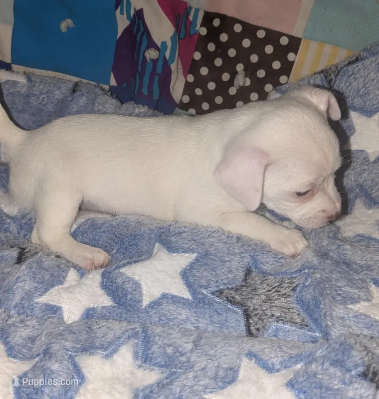 Tres – Chihuahua puppy for sale in Toledo, OH