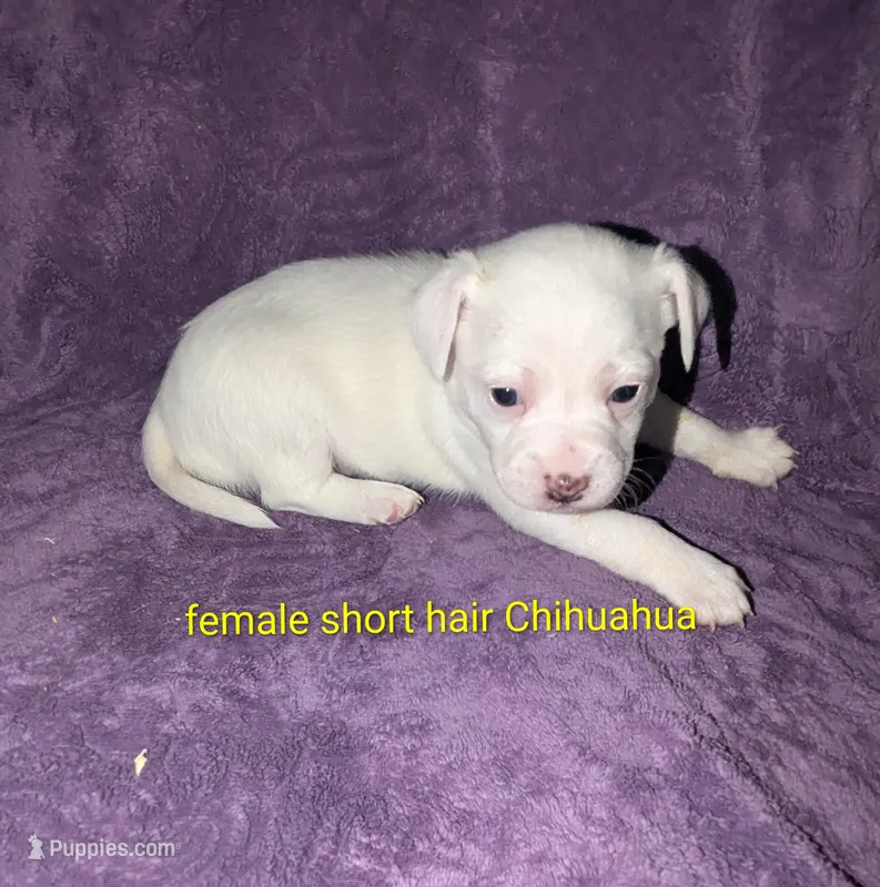 Tres – Chihuahua puppy for sale in Toledo, OH