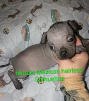 Penelope , a female Xoloitzcuintli for sale in Toledo, OH – 1 of 3