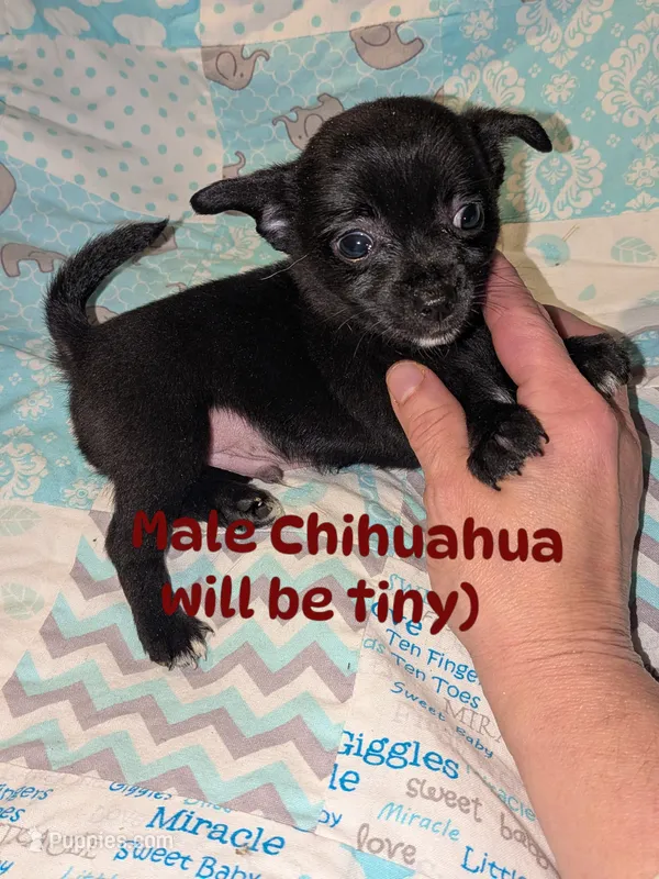 Manny – Chihuahua, Chinese Crested puppy for sale in Toledo, OH