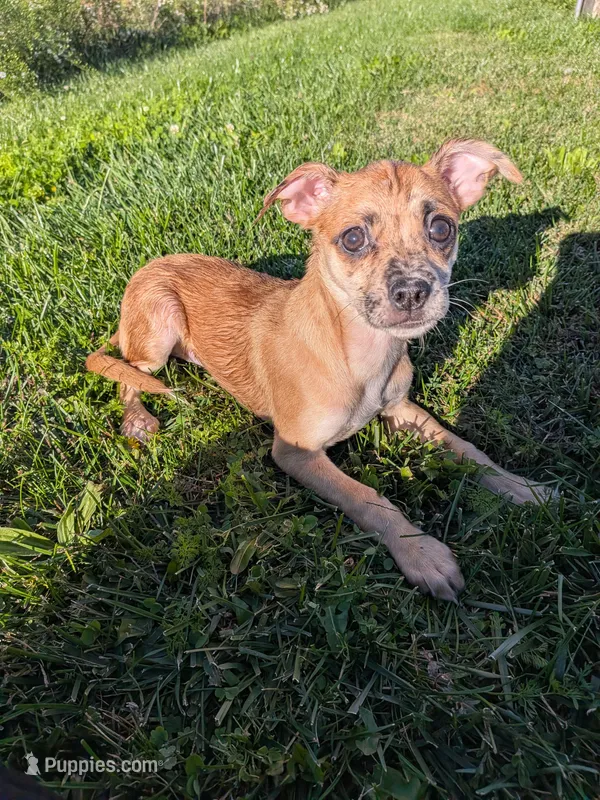 Mandy – Chihuahua puppy for sale in Toledo, OH