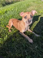 Mandy, a female Chihuahua for sale in Toledo, OH – 1 of 1
