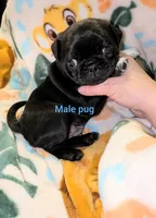 Gizmo, a male Pug for sale in Toledo, OH – 2 of 5