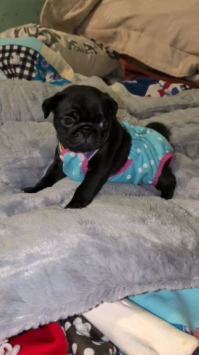 Baby Herman , a male Pug for sale in Toledo, OH – 3 of 3