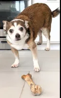   REDUCED Diego, a male Chihuahua for sale in Toledo, OH – 3 of 3