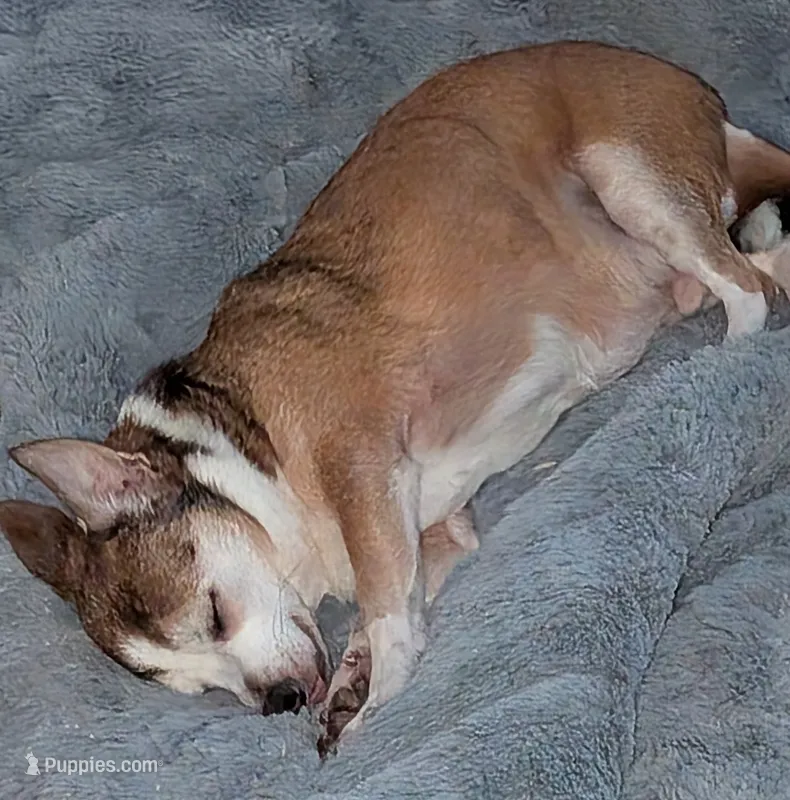   REDUCED Diego – Chihuahua puppy for sale in Toledo, OH