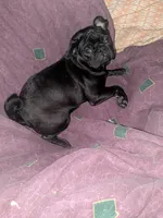Mario , a male Pug for sale in Toledo, OH – 2 of 3