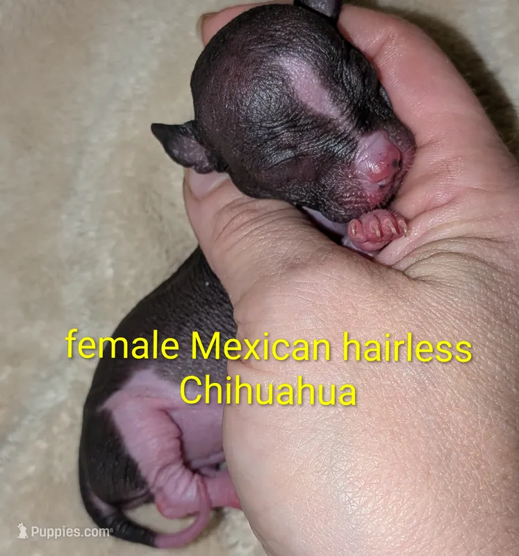 Mindy – Chinese Crested puppy for sale in Toledo, OH