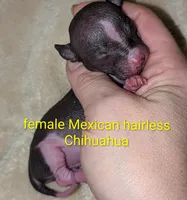 Mindy, a female Chinese Crested for sale in Toledo, OH – 1 of 1
