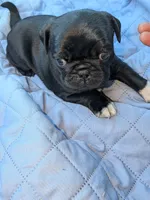 Gizmo, a male Pug for sale in Toledo, OH – 3 of 5