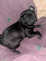 Rue, a female Pug for sale in Toledo, OH – 3 of 3