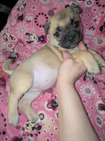 Chi chi, a female Chihuahua and Pug for sale in Toledo, OH – 3 of 3
