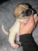 REDUCED Darla, a female Chiweenie for sale in Toledo, OH – 5 of 5