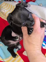 Manny, a male Chihuahua and Chinese Crested for sale in Toledo, OH – 2 of 2