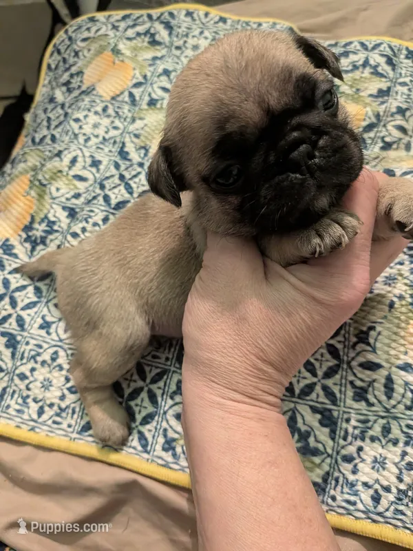 Rue – Pug puppy for sale in Toledo, OH