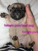 Rue, a female Pug for sale in Toledo, OH – 5 of 6
