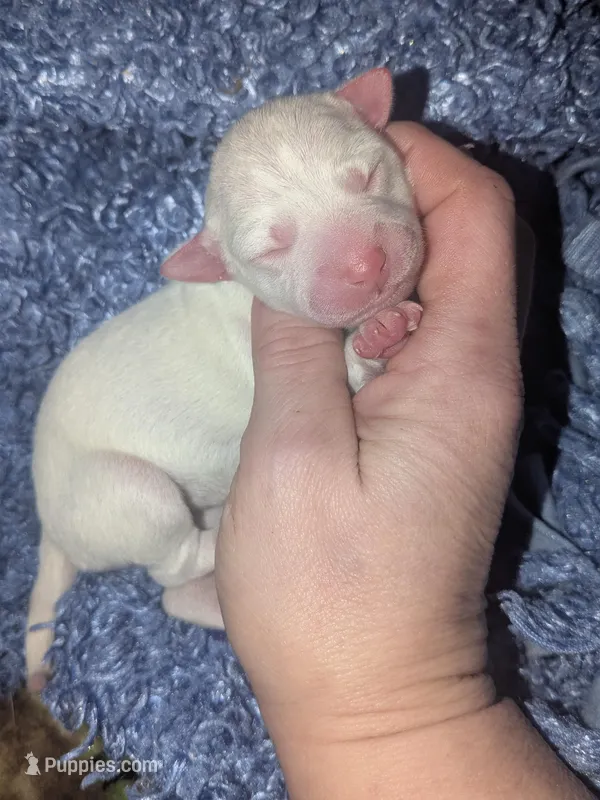 Cinco, a female Chihuahua for sale in Toledo, OH – Photo 1 of 1