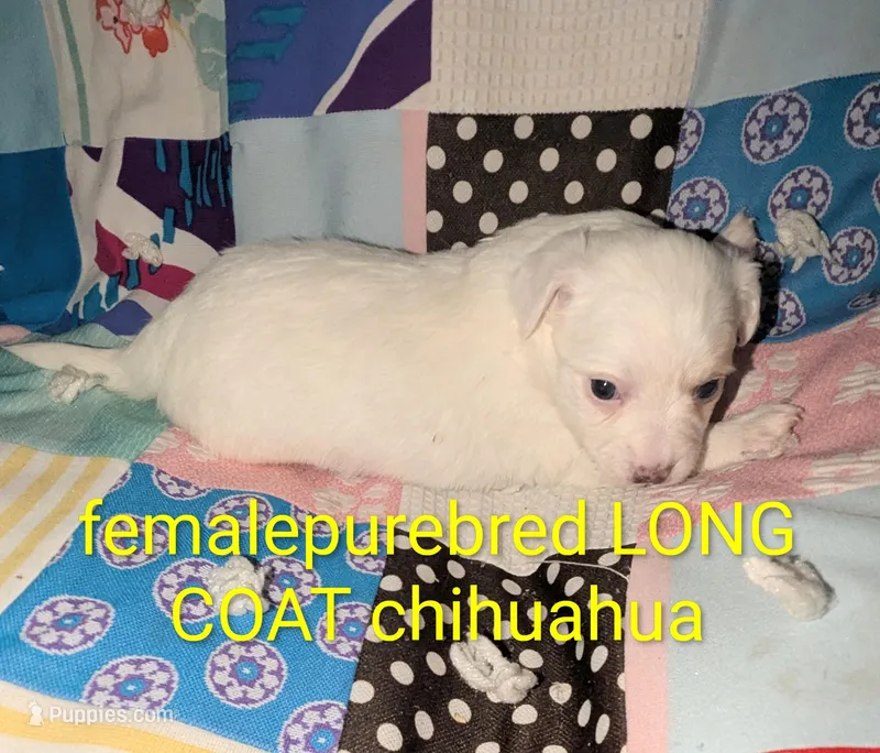 Cinco – Chihuahua puppy for sale in Toledo, OH