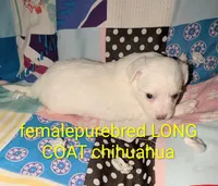 Cinco, a female Chihuahua for sale in Toledo, OH – Photo 1 of 2