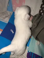 Cinco, a female Chihuahua for sale in Toledo, OH – Photo 2 of 2