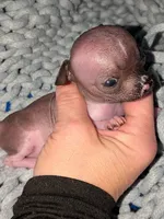PIGLET, a male Chihuahua for sale in Toledo, OH – 5 of 6
