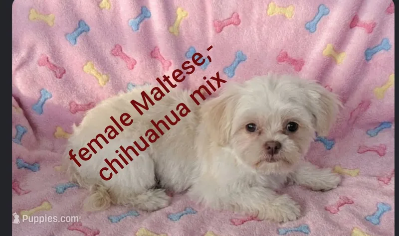 Gabby – Chihuahua, Maltese puppy for sale in Toledo, OH